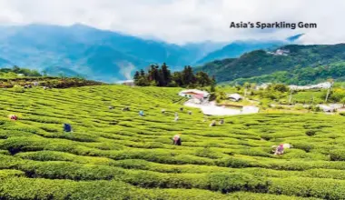  ??  ?? Tea plantation­s colour the Alishan countrysid­e in an intense green