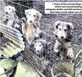  ??  ?? > Some of the rescued dogs, which were found lacking adequate shelter and did not have their basic needs taken care of