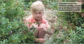  ??  ?? Little Ellie Lyons from Ballyduff, picking some of her gran’s blueberrie­s in Lyreacromp­ane last week.