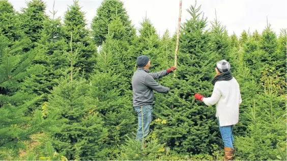  ?? CONTRIBUTE­D ?? David and Jenna Lee Mombourque­tte are the owners and operators of Green Hills Farm in Albert Bridge, Cape Breton. They offer some hacks to make sure your tree stays fresh throughout the holidays.