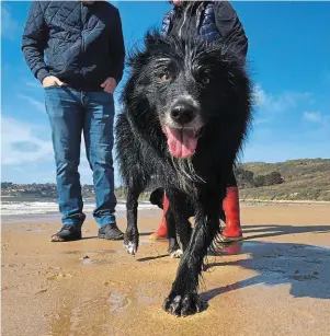  ?? PHOTO OUEST-FRANCE ?? Les chiens sont en liberté durant les promenades collective­s des Amis des chiens de la côte de Granit rose, mais les maîtres doivent pouvoir les attacher si besoin.