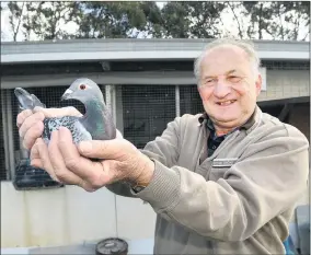  ??  ?? HOMER: Horsham’s John Muszkieta, 68, is pictured with one of his racing pigeons. Mr Muszkieta has been racing pigeons since he was 16, winning his club aggregate 12 times and finishing runner-up about 11 times. He said you could tell when handling a bird if it had racing potential. Picture: PAUL CARRACHER