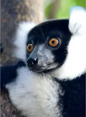  ??  ?? ABOVE The black-and-white ruffed lemurs on Nosy Antsoa eat from your hand.
