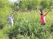  ?? Courtesy Westside High School ?? Students pull invasive species to make room for native tall grasses.