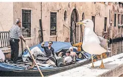  ?? FOTO: IMAGO ?? Möwen sind in Venedig inzwischen zu einer regelrecht­en Plage geworden. Sie stürzen sich vor allem auf alles Essbare.