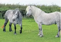  ??  ?? Owners of native-bred horses and ponies are being asked to fill in a survey. Picture: Kenny