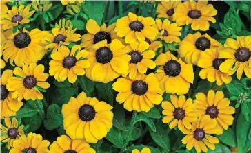  ??  ?? Blazing a trail: Yellow daisies, such as Sanvitalia, give gardens a golden touch