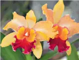  ??  ?? CATTLEYA HÍBRIDA, conocidas por sus flores grandes y vistosas. Estas orquídeas habitan gran parte de Suramérica y en Centro América.