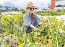  ?? POSTMEDIA NEWS ?? Michelle Della Corte is garden co-ordinator of Sun Youth’s two urban gardens, both of which provide organic produce for the community organizati­on’s emergency food basket program.