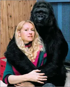  ??  ?? Dr Penny Patterson and Koko: “an interspeci­es family”