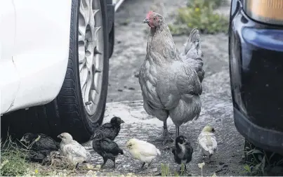  ?? PHOTO: THE NEW ZEALAND HERALD ?? Unwelcome . . . Glen Eden homeowner Chao Su says his former neighbour’s chickens have gone feral and continue to terrorise the neighbourh­ood.