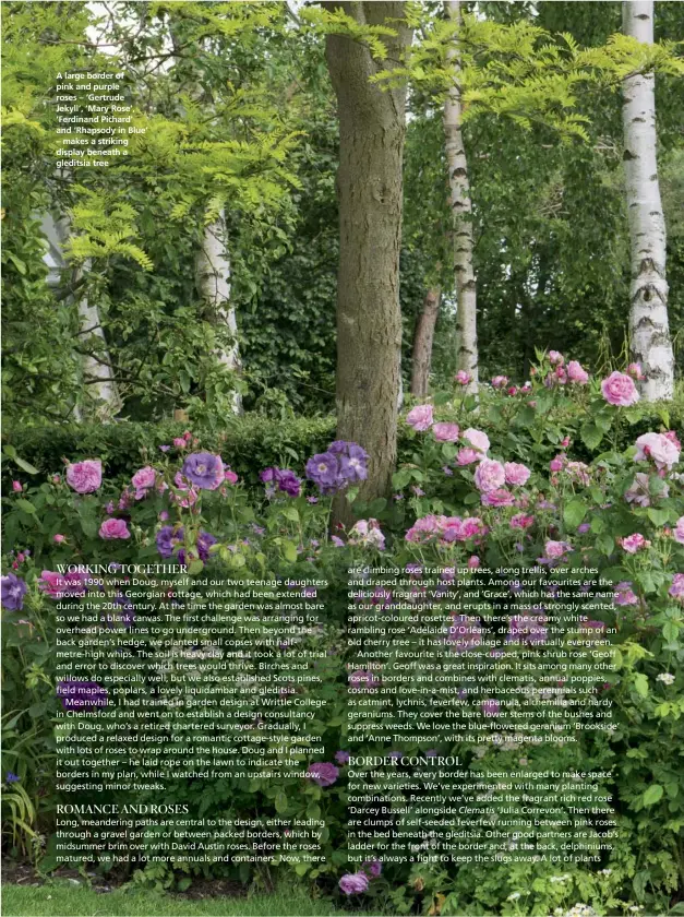  ??  ?? A large border of pink and purple roses – ‘Gertrude Jekyll’, ‘Mary Rose’, ‘Ferdinand Pichard’ and ‘Rhapsody in Blue’ – makes a striking display beneath a gleditsia tree