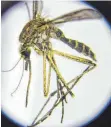  ?? FOTO: PATRICK PLEUL ?? Präpariert­er Plagegeist: eine Stechmücke, wie man sie unter einem Mikroskop sieht.