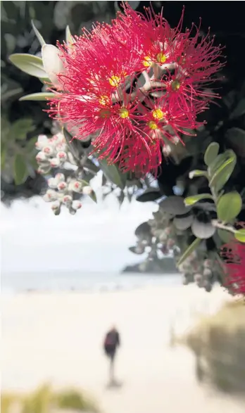  ?? Picture / Alan Gibson ?? Myrtle rust threatens many native species including pohutukawa.