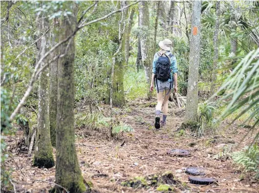  ?? PATRICK CONNOLLY/ORLANDO SENTINEL ?? A hike in Chuluota Wilderness Area yields views of pine scrub forest and oak trees.