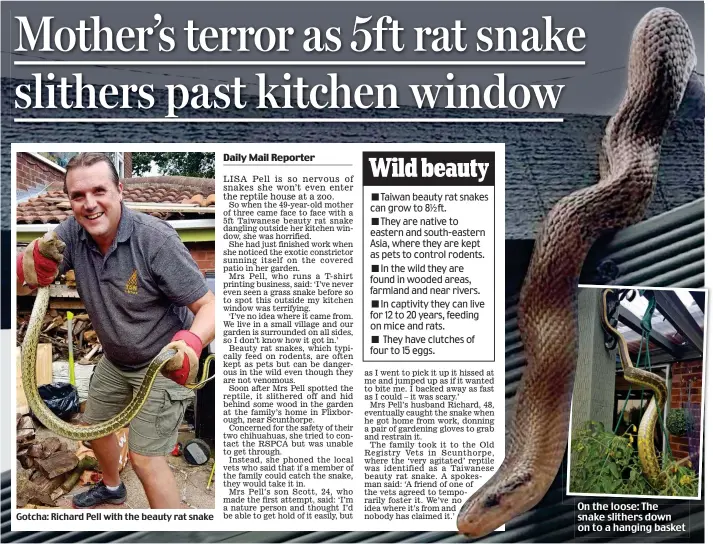  ??  ?? Gotcha: Richard Pell with the beauty rat snake On the loose: The snake slithers down on to a hanging basket