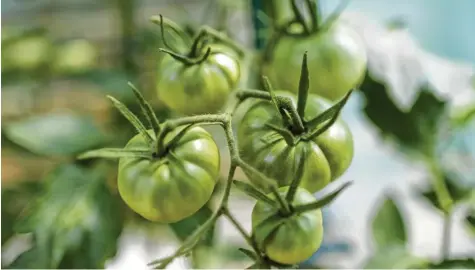  ?? Foto: Ina Fassbender, dpa ?? Was tun, wenn der Frost bald kommt und an den Sträuchern noch immer grüne Tomaten hängen? Manchmal hilft Nachreifen im Haus, manche Sorten sind außerdem auch grün zu genießen.