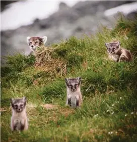  ??  ?? Scientists from Sweden and Norway reported that just three new males dramatical­ly reduced inbreeding and produced a generation of more robust offspring in the Helagsfjäl­let arctic fox population. Petter Hällberg