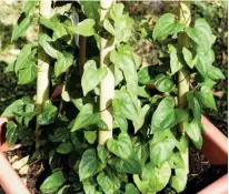  ?? ?? Yam growing in a container.