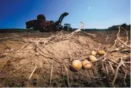  ?? ROBERT F. BUKATY/ASSOCIATED PRESS ?? Potatoes await harvesting at Green Thumb Farms in Fryeburg, Maine, in 2017. University of Maine researcher­s are trying to produce potatoes that can withstand warming.