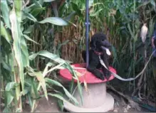  ?? VINNIE BUCHANAN ?? Barron the poodle takes a well-earned rest in the maze at Leaping Deer Adventure Farm and Market in Ingersoll.