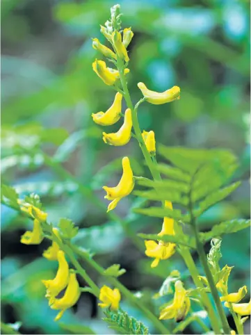  ??  ?? FERN-LIKE LEAVES
Corydalis cheilanthi­folia