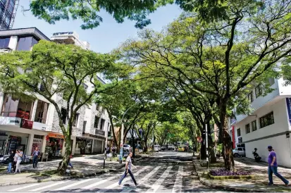  ?? FOTO ?? La licencia de aprovecham­iento forestal que permite talar los árboles ya está lista. Alcaldía dice que el 60% de ellos son ejemplares enfermos.