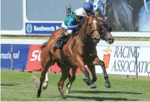  ?? PHOTO WAYNE MARKS ?? Marion Belle is unbeaten over 1000m and should be very hard to outrun in Race 6 at Durbanvill­e today. /
