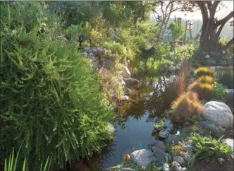  ?? The Associated Press ?? This photo, provided by The G2 Gallery, shows a fish pond and California buckwheat in environmen­talist, philanthro­pist and photograph­er Susan Gottlieb’s baseball field-sized Gottlieb Native Garden surroundin­g her hillside home in Beverly Hills, Calif.