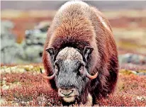 ??  ?? Related to wild goats, musk ox can weigh nearly half a ton and run at 40mph