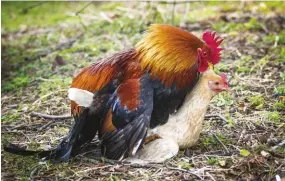  ??  ?? Loss of feathers can be a sign that your hen is a rooster’s favorite. As a result, your girl can develop a bald patch that will eventually encompass her entire back. The exposed skin is vulnerable to sunburn, injury and infection unless you take measures to protect it.