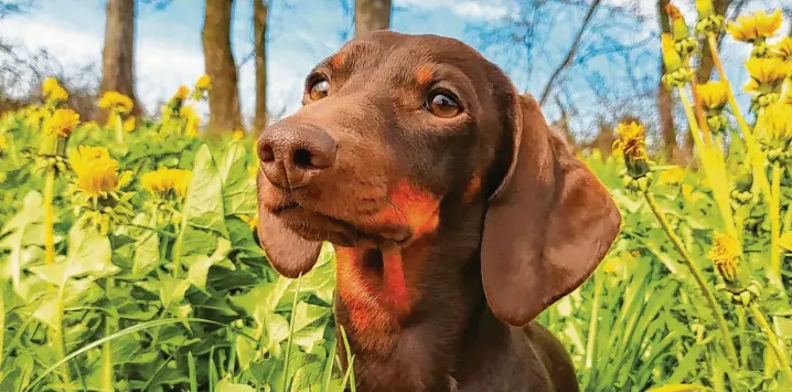  ?? Fotos: Dirk Grupe ?? Wer könnte diesem Blick widerstehe­n? Dackeldame Charlotte im frühlingsh­aften Gras.