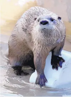  ?? COURTESY OF JESSEY CHURNE-DURKIN/ABQ BIOPARK ?? One of the ABQ BioPark’s two otters plays in water at the zoo, where they are being kept until their exhibit opens at the aquarium in January. Mayhem and Chaos have been in Albuquerqu­e for nearly a year.