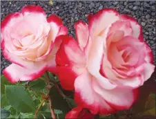  ?? GOOGLE IMAGE ?? Modern shrub rose/floribunda rose has the most descriptiv­ely appropriat­e name.