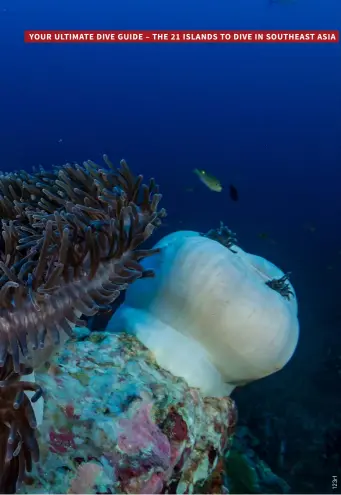  ??  ?? ABOVE
Beautiful skunk clownfish on a colourful coral reef in the Similan Islands, Thailand