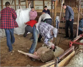  ?? Photos contribute­d ?? J&amp;M Farms in Lethbridge County (on Township Road 80 east of Highway 4) will be the site of a sheep shearing course.