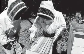  ?? KIM HAIRSTON/BALTIMORE SUN ?? Michael Greenway, left, watches as Judie Misterka lifts a frame from one of more than 45 beehives they maintain in their backyard.