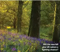 ??  ?? Will the new bill give UK nature a fighting chance?