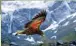  ??  ?? ALAMY STOCK PHOTO Kea the world’s only mountain parrot in ƀight.