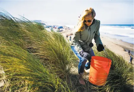  ?? Photos by Mason Trinca / Special to The Chronicle ?? Susana Cicchetti picks up debris along Ocean Beach in San Francisco during the Surfrider Foundation’s annual beach cleanup.