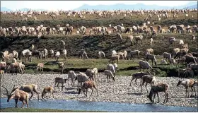  ?? U.S. FISH AND WILDLIFE SERVICE VIA AP, FILE ?? Caribou migrate onto the coastal plain of the Arctic National Wildlife Refuge in northeast Alaska. The Trump Administra­tion has paved the way for an oil and lease sale in Alaska’s pristine Arctic National Wildlife Refuge scheduling a lease sale for Jan. 6 before the president leaves office later next month.