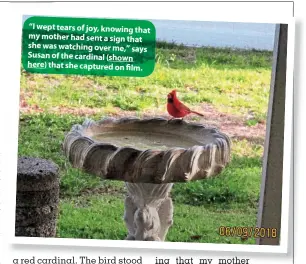  ??  ?? “I wept tears of joy, knowing that my mother had sent a sign that she was watching over me,” says Susan of the cardinal (shown here) that she captured on film.