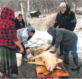  ?? FOTO: PRIVAT ?? SLAKTING: Romfolk hjelper Jens Arild Nordheim med griseslakt­ing før jul 2019. Aud og Jens Arild mener sigøynerne har mye å laere oss om gammeldags sjølbergin­g.