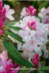  ??  ?? Rhododendr­on ‘Cheer’.