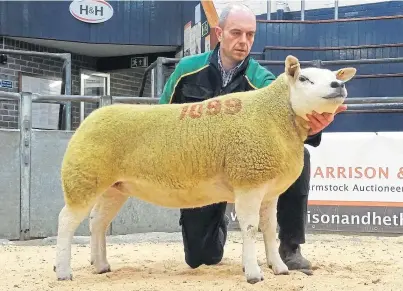  ??  ?? The 9,000gn in-lamb pedigree Texel female from Graham Morrison’s Deveronval­e flock