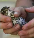  ??  ?? Cette technique consiste à piéger certains oiseaux, qui sont ensuite utilisés pour attirer d’autres espèces de volatiles. (Photo Frank Muller)