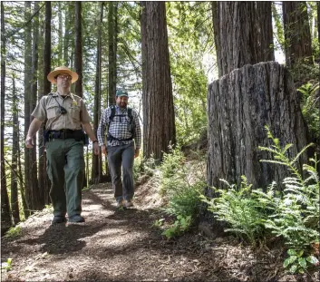  ?? PHOTOS BY KARL MONDON — STAFF PHOTOGRAPH­ER ?? Chris Barresi, area superinten­dent with the Midpeninsu­la Regional Open Space District, walks with rangeland ecologist Lewis Reed, from left, through a redwood forest on the new Grasshoppe­r Loop Trail at La Honda Creek Open Space Preserve, June 1in La Honda.