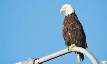  ?? DAVID CLARK ?? A bald eagle scanning the canal at Great Bridge Lock Park in Chesapeake. Bald eagles were once considered an endangered species. But programs to protect their habitat; public awareness; and the passage of Endangered Species Act of 1973 helped its population­s rebound. Bald eagles were removed from the endangered species list in August 2007.