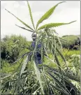 ??  ?? POTENTIAL: Growing dagga for medicinal purposes can have economic spin-offs