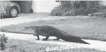  ?? ONLY IN DADE/COURTESY ?? Residents of a Southwest Miami-Dade neighborho­od captured footage of an alligator roaming their neighborho­od early Friday morning.